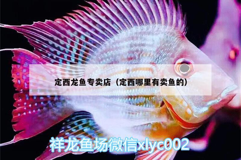 定西龍魚專賣店（定西哪里有賣魚的） 魚缸清潔用具