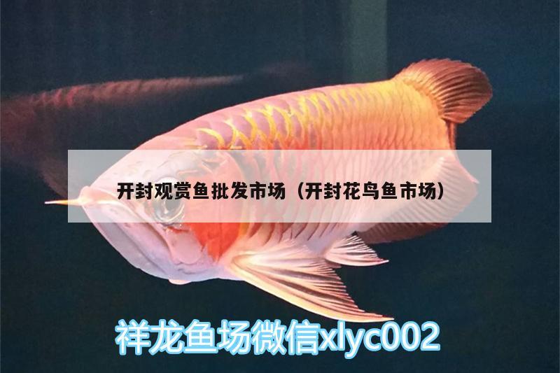 開封觀賞魚批發(fā)市場(chǎng)（開封花鳥魚市場(chǎng)）