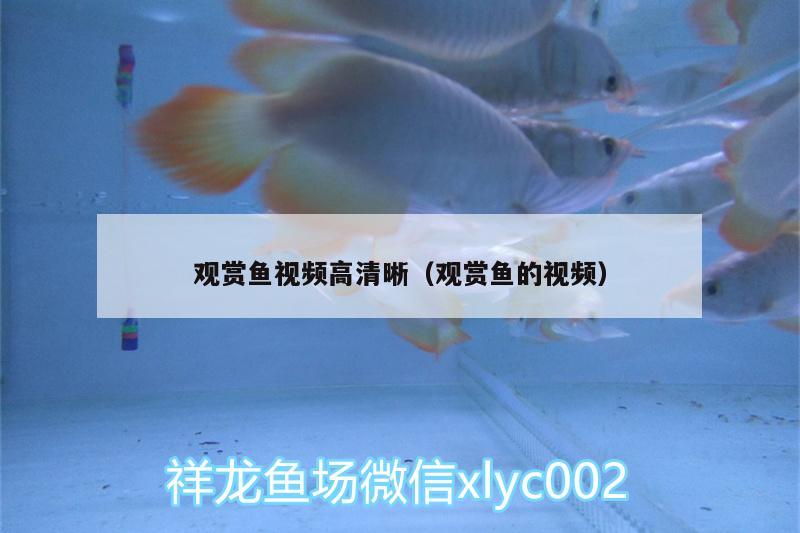 觀賞魚視頻高清晰（觀賞魚的視頻）