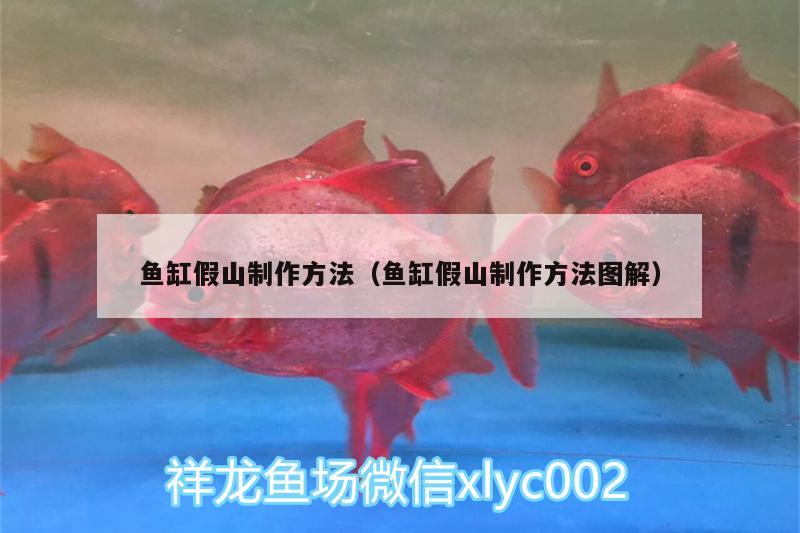 魚缸假山制作方法（魚缸假山制作方法圖解） 虎紋銀版魚