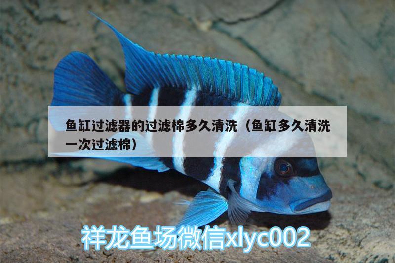 魚缸過濾器的過濾棉多久清洗（魚缸多久清洗一次過濾棉）