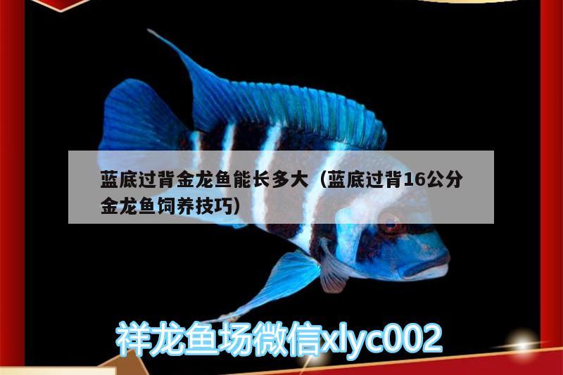 藍底過背金龍魚能長多大（藍底過背16公分金龍魚飼養(yǎng)技巧）