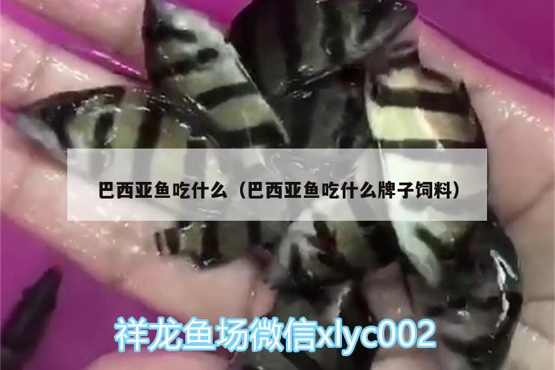 巴西亞魚吃什么（巴西亞魚吃什么牌子飼料）