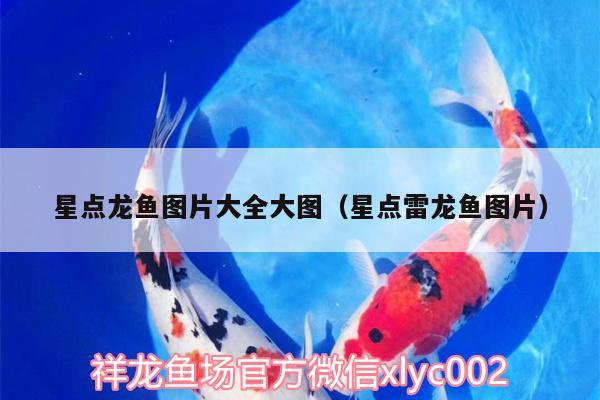 星點龍魚圖片大全大圖（星點雷龍魚圖片） 魚糧魚藥