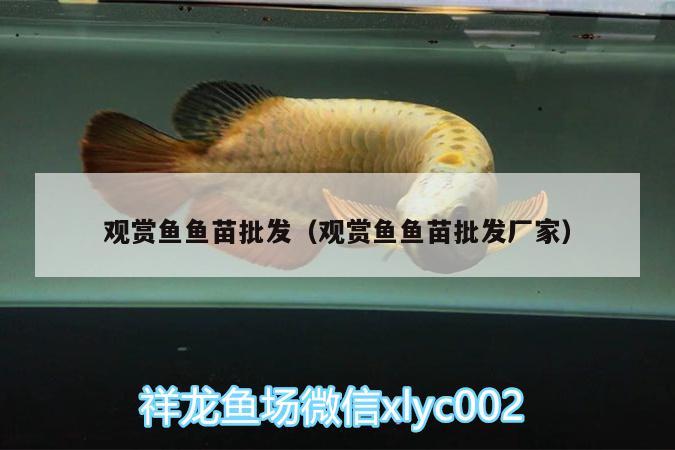 觀賞魚魚苗批發(fā)（觀賞魚魚苗批發(fā)廠家） 觀賞魚魚苗