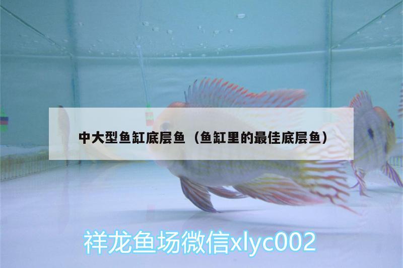 中大型魚(yú)缸底層魚(yú)（魚(yú)缸里的最佳底層魚(yú)）