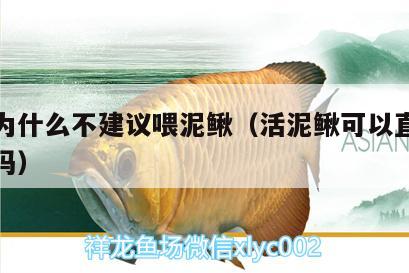 龍魚為什么不建議喂泥鰍（活泥鰍可以直接喂龍魚嗎） 雙線側(cè)魚