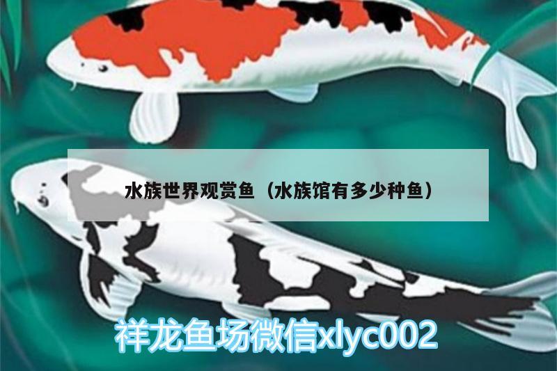 水族世界觀賞魚(yú)（水族館有多少種魚(yú)） 黑桃A魚(yú)苗