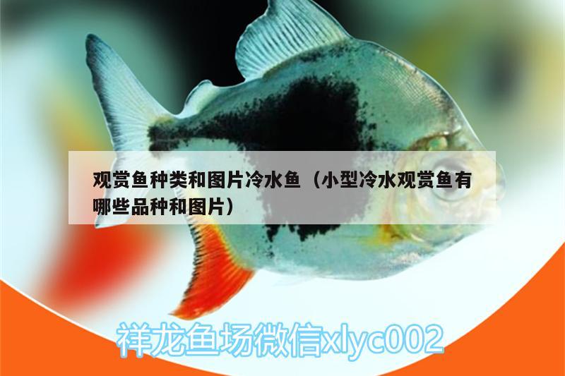 觀賞魚種類和圖片冷水魚（小型冷水觀賞魚有哪些品種和圖片）