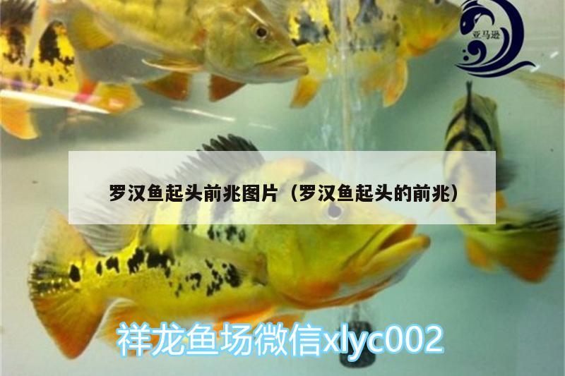 羅漢魚起頭前兆圖片（羅漢魚起頭的前兆） 羅漢魚 第2張