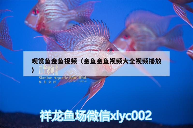 觀賞魚(yú)金魚(yú)視頻（金魚(yú)金魚(yú)視頻大全視頻播放）