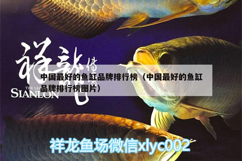 中國最好的魚缸品牌排行榜（中國最好的魚缸品牌排行榜圖片） 泰國雪鯽魚