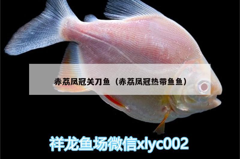 赤荔鳳冠關(guān)刀魚（赤荔鳳冠熱帶魚魚） 赤荔鳳冠魚