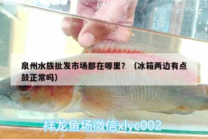 泉州水族批發(fā)市場(chǎng)都在哪里？（冰箱兩邊有點(diǎn)鼓正常嗎） 觀賞魚水族批發(fā)市場(chǎng)