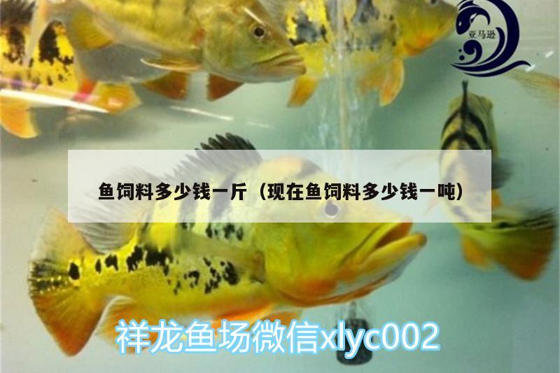 魚飼料多少錢一斤（現(xiàn)在魚飼料多少錢一噸） 奈及利亞紅圓點狗頭