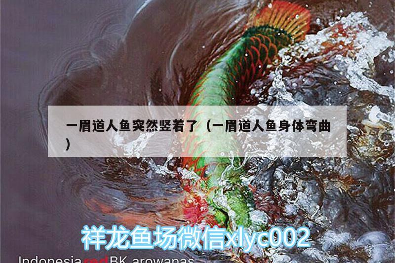 一眉道人魚突然豎著了（一眉道人魚身體彎曲） 一眉道人魚