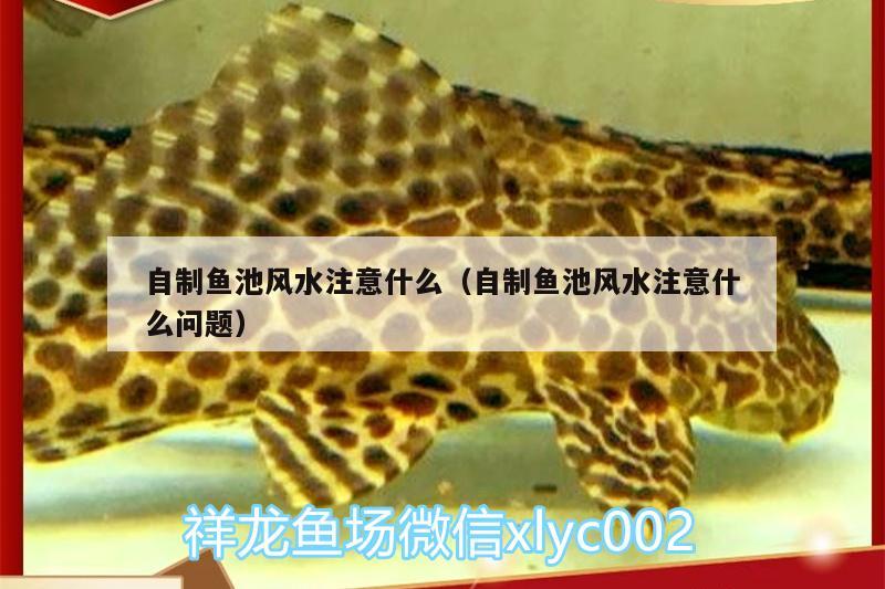 自制魚(yú)池風(fēng)水注意什么（自制魚(yú)池風(fēng)水注意什么問(wèn)題） 魚(yú)缸風(fēng)水