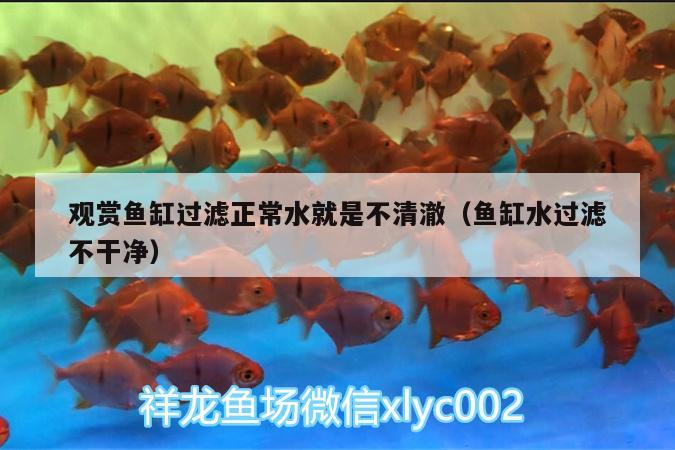 觀賞魚缸過濾正常水就是不清澈（魚缸水過濾不干凈） 野彩魚