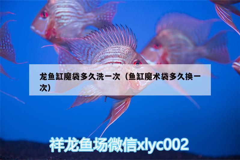 龍魚(yú)缸魔袋多久洗一次（魚(yú)缸魔術(shù)袋多久換一次） 白子紅龍魚(yú)