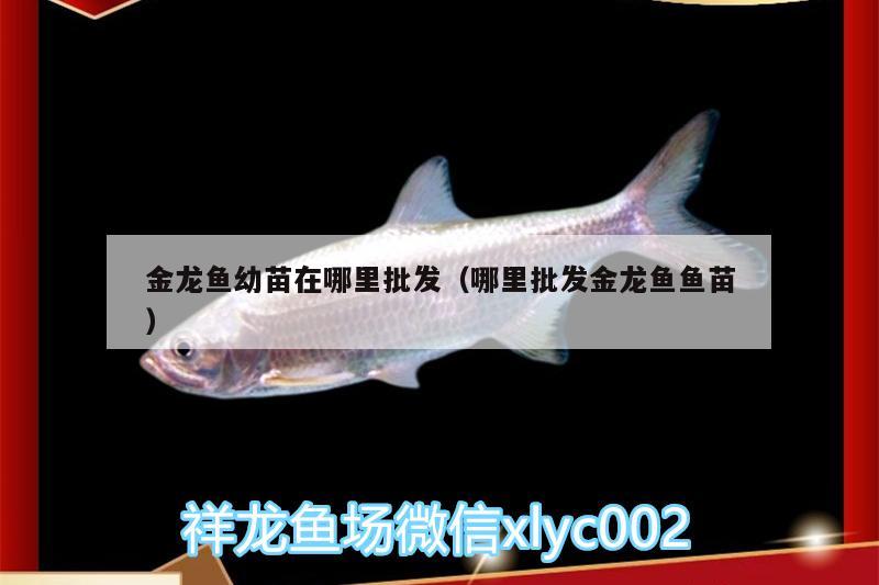 金龍魚幼苗在哪里批發(fā)（哪里批發(fā)金龍魚魚苗） 黑水素