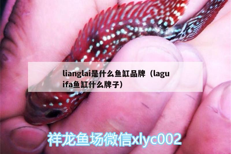 lianglai是什么魚(yú)缸品牌（laguifa魚(yú)缸什么牌子） 紅老虎魚(yú) 第2張