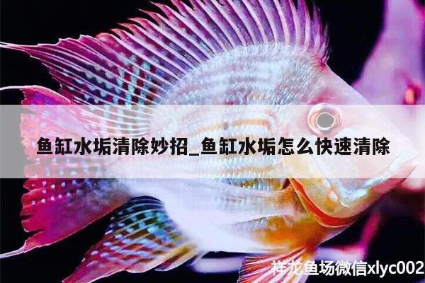 魚缸水垢清除妙招_魚缸水垢怎么快速清除