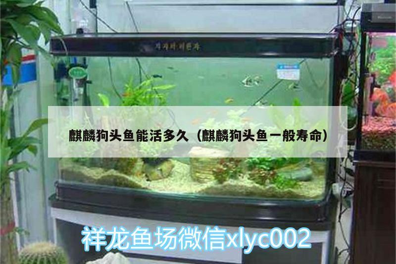 麒麟狗頭魚能活多久（麒麟狗頭魚一般壽命）