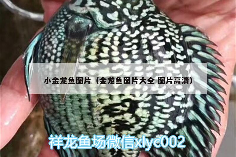 小金龍魚圖片（金龍魚圖片大全圖片高清） 丹頂錦鯉魚