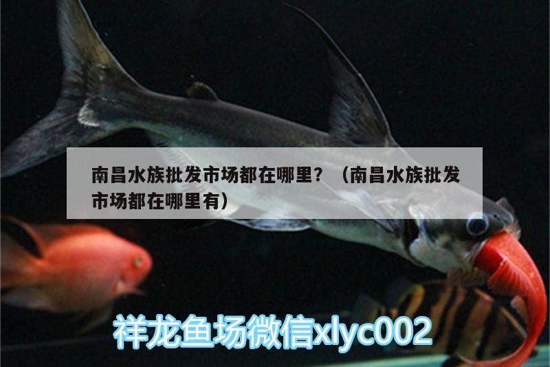 南昌水族批發(fā)市場(chǎng)都在哪里？（南昌水族批發(fā)市場(chǎng)都在哪里有） 觀(guān)賞魚(yú)水族批發(fā)市場(chǎng)