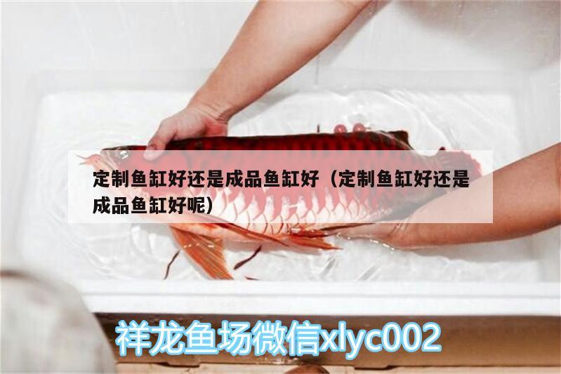 定制魚缸好還是成品魚缸好（定制魚缸好還是成品魚缸好呢） 白條過背金龍魚