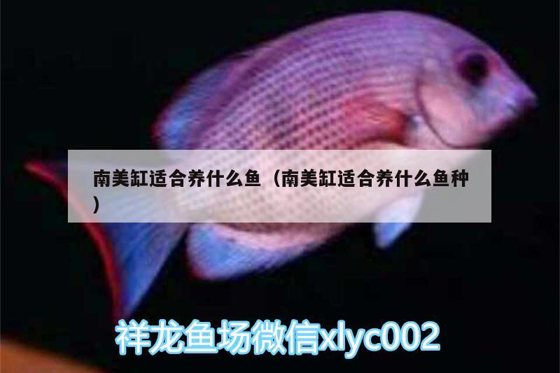 南美缸適合養(yǎng)什么魚（南美缸適合養(yǎng)什么魚種） 朱巴利魚苗