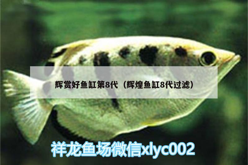 輝賞好魚缸第8代（輝煌魚缸8代過濾） 黃金斑馬魚