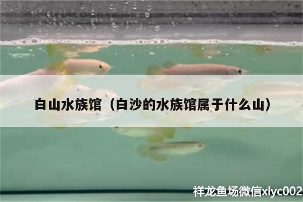 白山水族館（白沙的水族館屬于什么山）