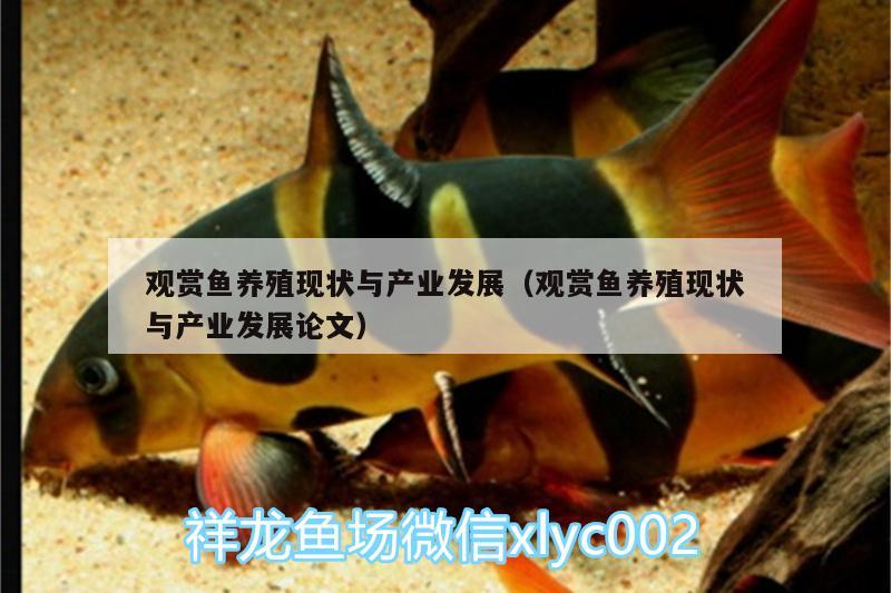 觀賞魚養(yǎng)殖現(xiàn)狀與產(chǎn)業(yè)發(fā)展（觀賞魚養(yǎng)殖現(xiàn)狀與產(chǎn)業(yè)發(fā)展論文） 祥龍藍(lán)珀金龍魚