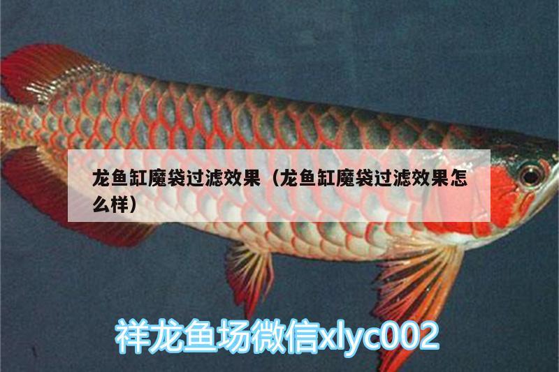 龍魚(yú)缸魔袋過(guò)濾效果（龍魚(yú)缸魔袋過(guò)濾效果怎么樣）