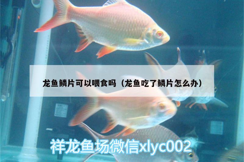 龍魚鱗片可以喂食嗎（龍魚吃了鱗片怎么辦）