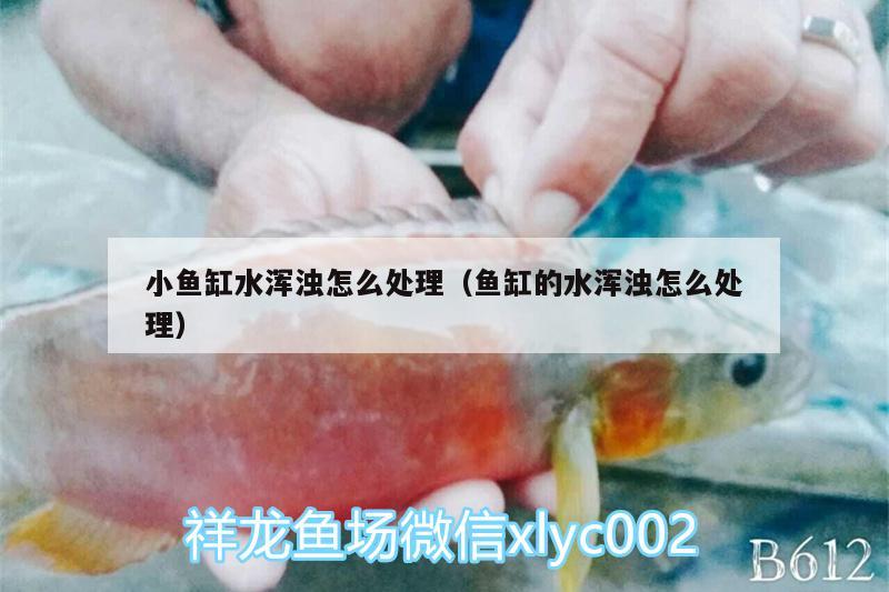 小魚(yú)缸水渾濁怎么處理（魚(yú)缸的水渾濁怎么處理）