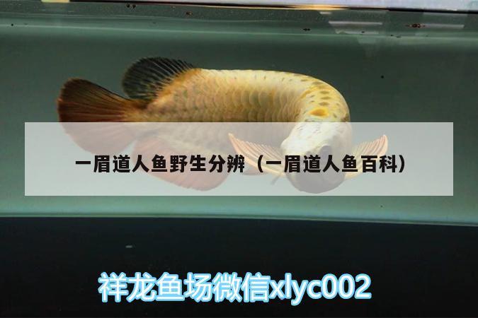 一眉道人魚野生分辨（一眉道人魚百科） 一眉道人魚