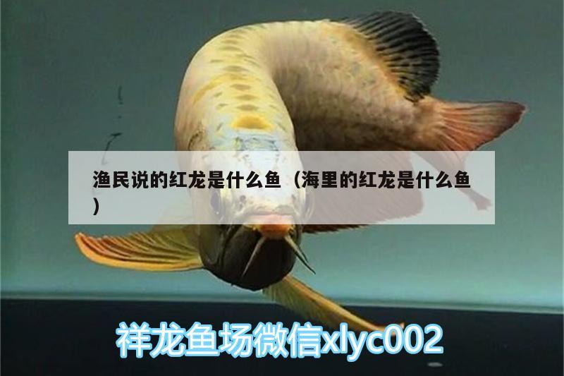 漁民說(shuō)的紅龍是什么魚（海里的紅龍是什么魚）