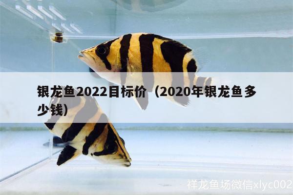 銀龍魚2022目標(biāo)價(jià)（2020年銀龍魚多少錢） 銀龍魚百科