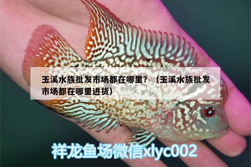 玉溪水族批發(fā)市場(chǎng)都在哪里？（玉溪水族批發(fā)市場(chǎng)都在哪里進(jìn)貨） 觀賞魚水族批發(fā)市場(chǎng)