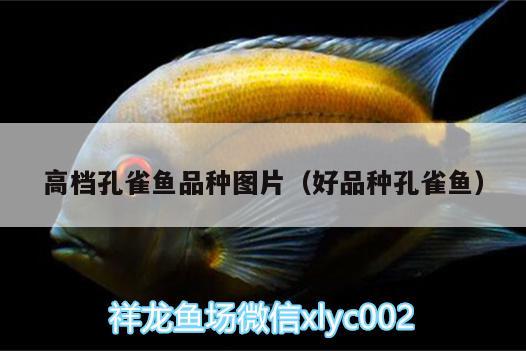 高檔孔雀魚品種圖片（好品種孔雀魚）