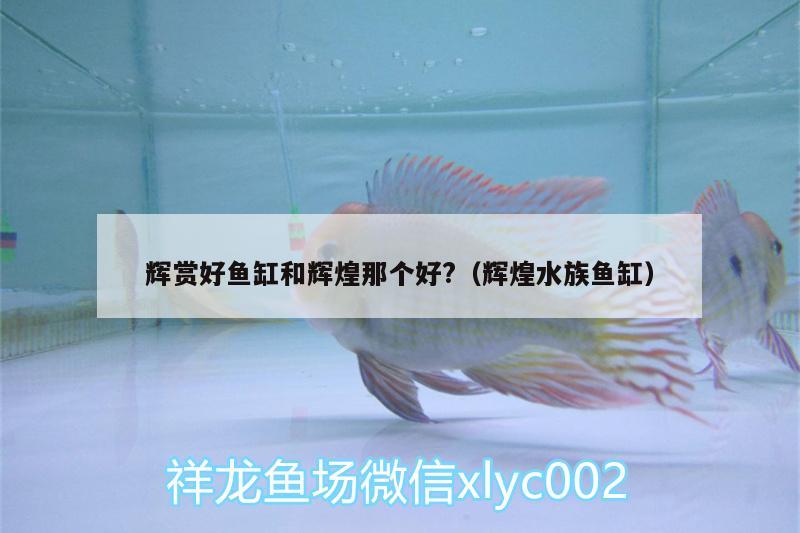 輝賞好魚缸和輝煌那個(gè)好?（輝煌水族魚缸）