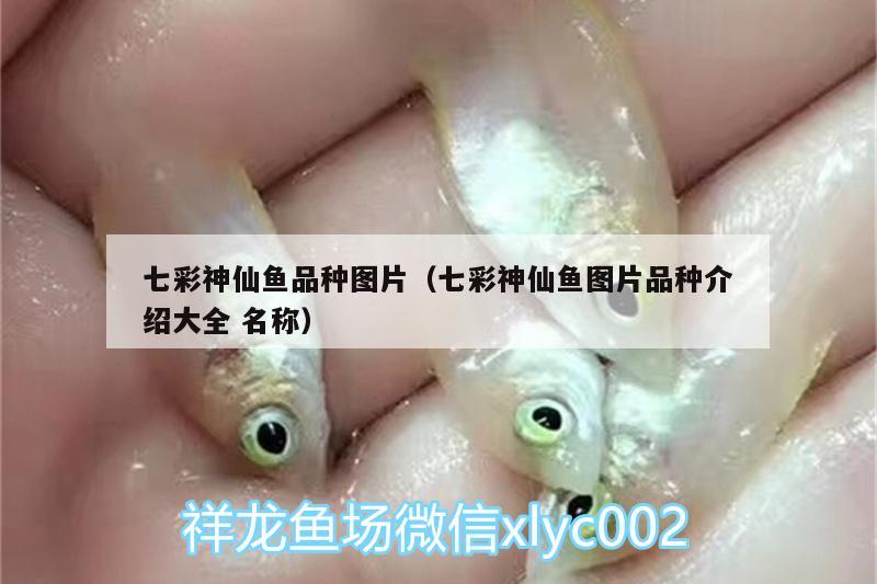 七彩神仙魚品種圖片（七彩神仙魚圖片品種介紹大全名稱）