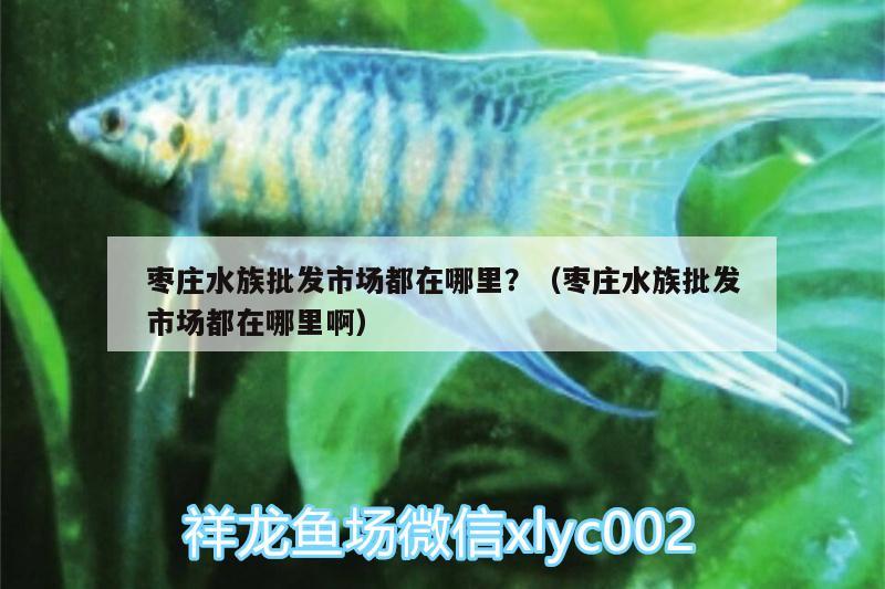 棗莊水族批發(fā)市場都在哪里？（棗莊水族批發(fā)市場都在哪里啊）