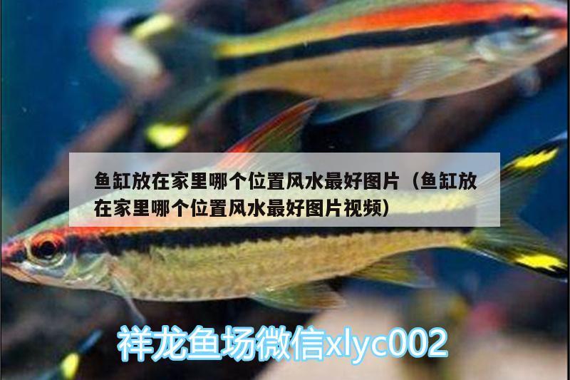 魚缸放在家里哪個位置風(fēng)水最好圖片（魚缸放在家里哪個位置風(fēng)水最好圖片視頻） 魚缸風(fēng)水