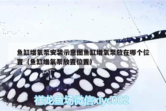 魚缸增氧泵安裝示意圖魚缸增氧泵放在哪個(gè)位置（魚缸增氧泵放置位置） 過背金龍魚