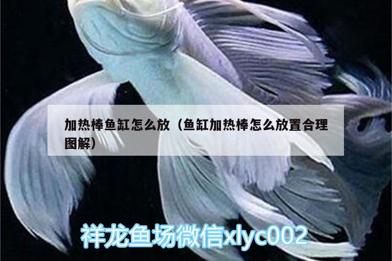 加熱棒魚缸怎么放（魚缸加熱棒怎么放置合理圖解） 海象魚