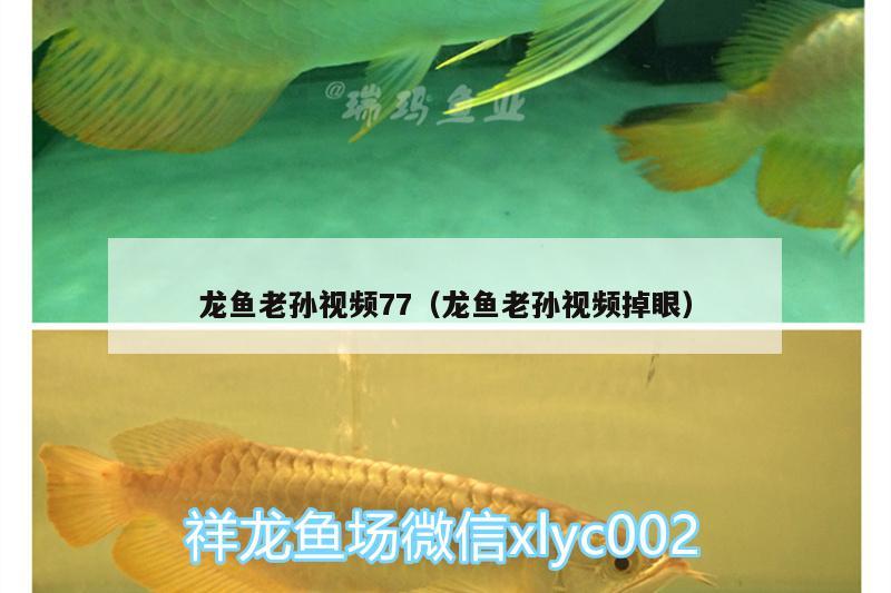 龍魚老孫視頻77（龍魚老孫視頻掉眼）