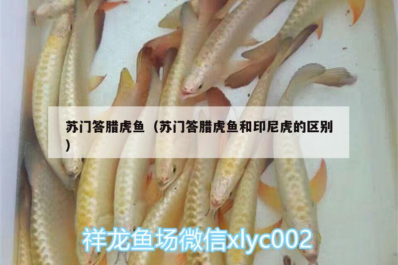 蘇門答臘虎魚（蘇門答臘虎魚和印尼虎的區(qū)別）